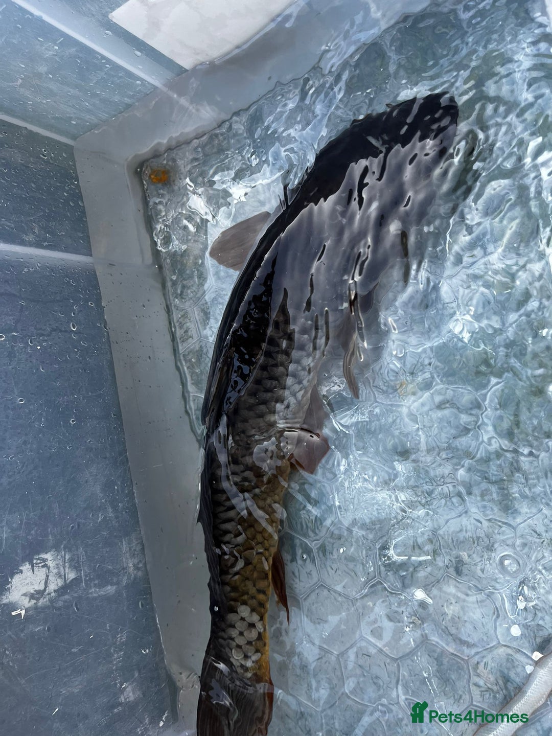Koi Carp fish for sale: Japanese koi carp £100 each  - Image 33
