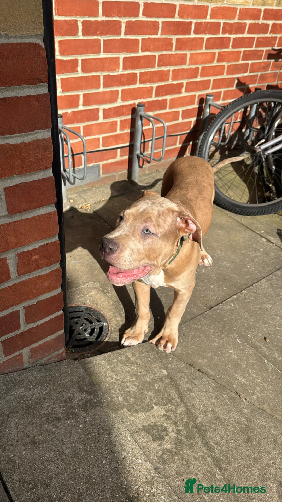 Mixed Breed dogs for sale: Gorgeous 4 month old Amstaff Pup - Advert 2