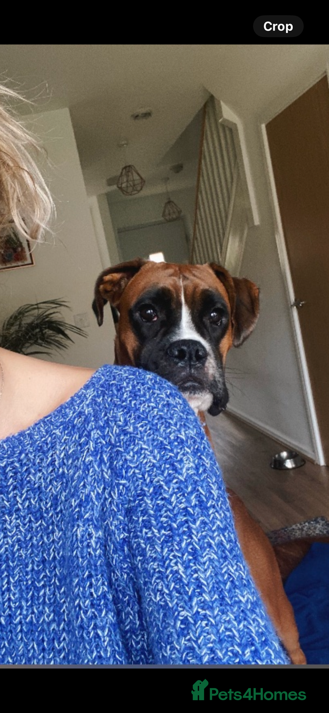 Boxer dogs for sale: POTENTIAL Re-home   - Image 10