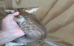 Oriental cats for sale: GCCF Oriental - Image 10
