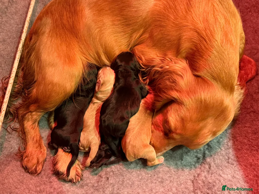 Cocker Spaniel dogs for sale: KC reg. Working Cocker Spaniel Pups  - Advert 16