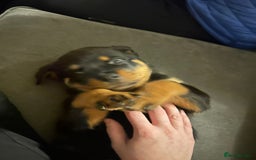 Rottweiler dogs for sale: Chunky Rottweilers for Sale - Image 7