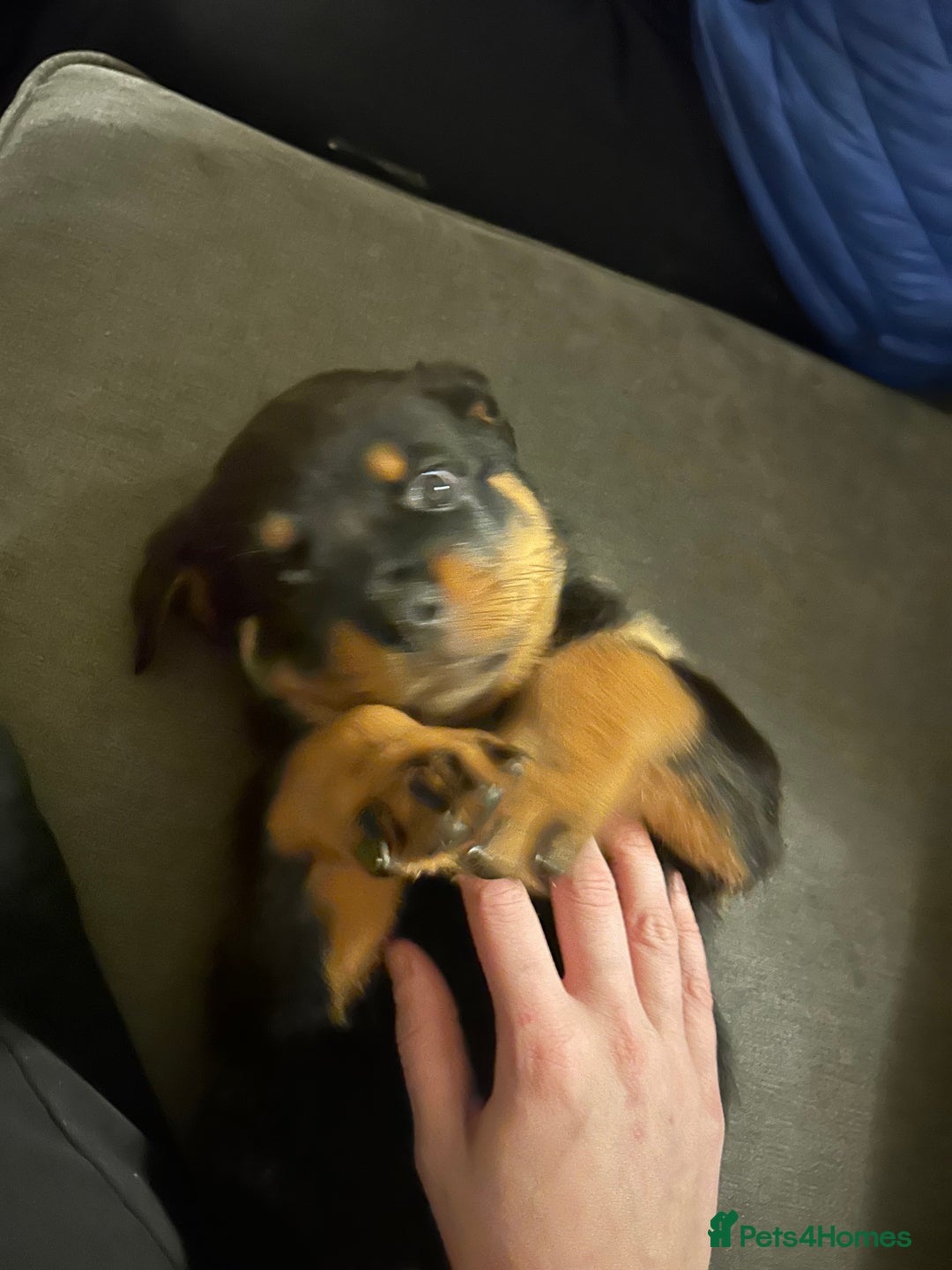 Rottweiler dogs for sale: Chunky Rottweilers for Sale - Image 7