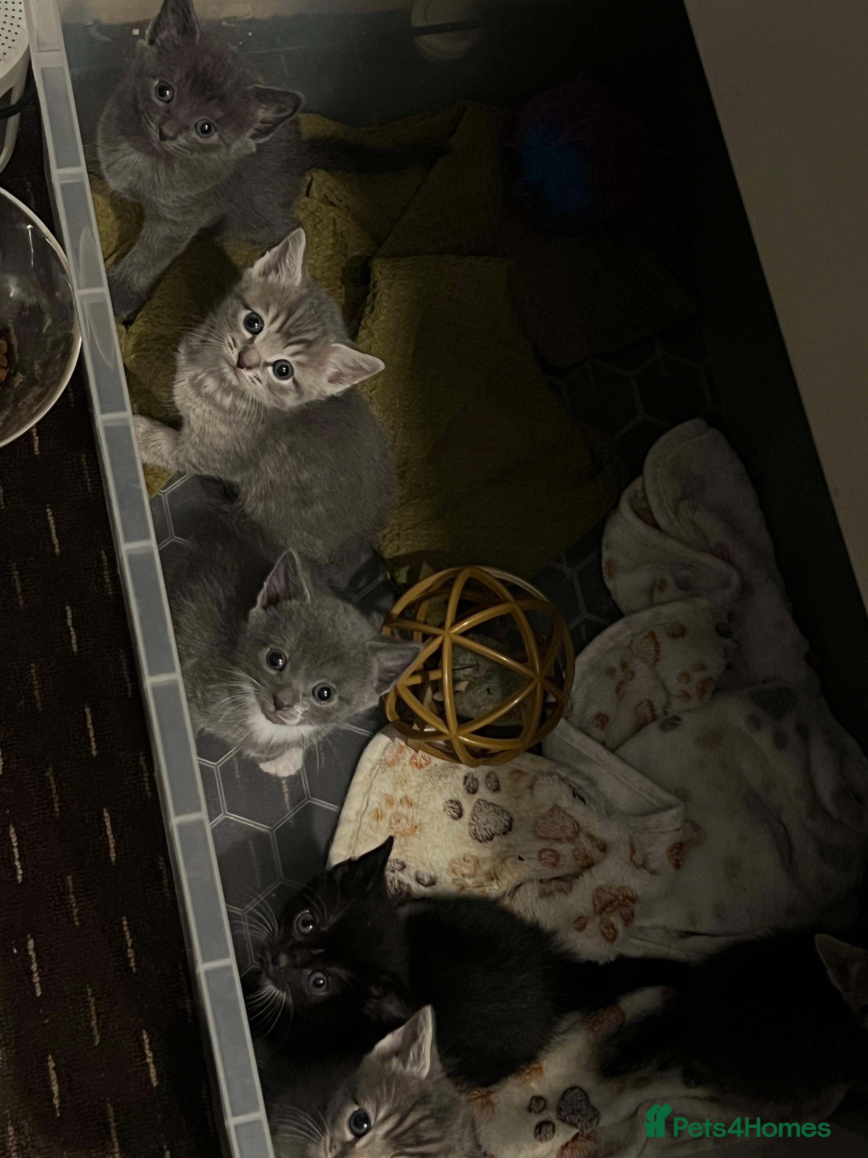 Mixed Breed cats Mixed breed Kittens for sale  - Advert 1