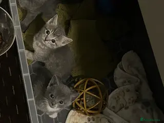 Mixed Breed cats Mixed breed Kittens for sale - Advert 1