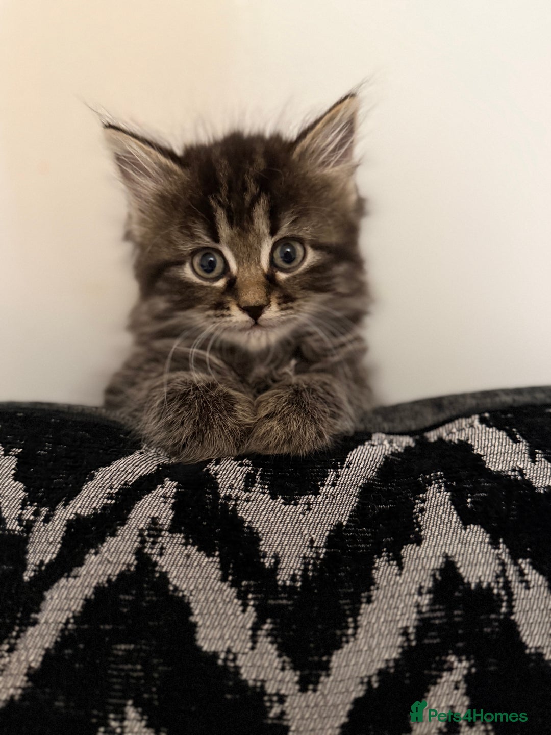 Persian cats for sale: PersianBSH silver, ginger & dark silver kittens 🩷 - Advert 22