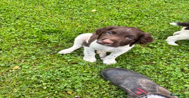English Springer Spaniel dogs - Advert 1