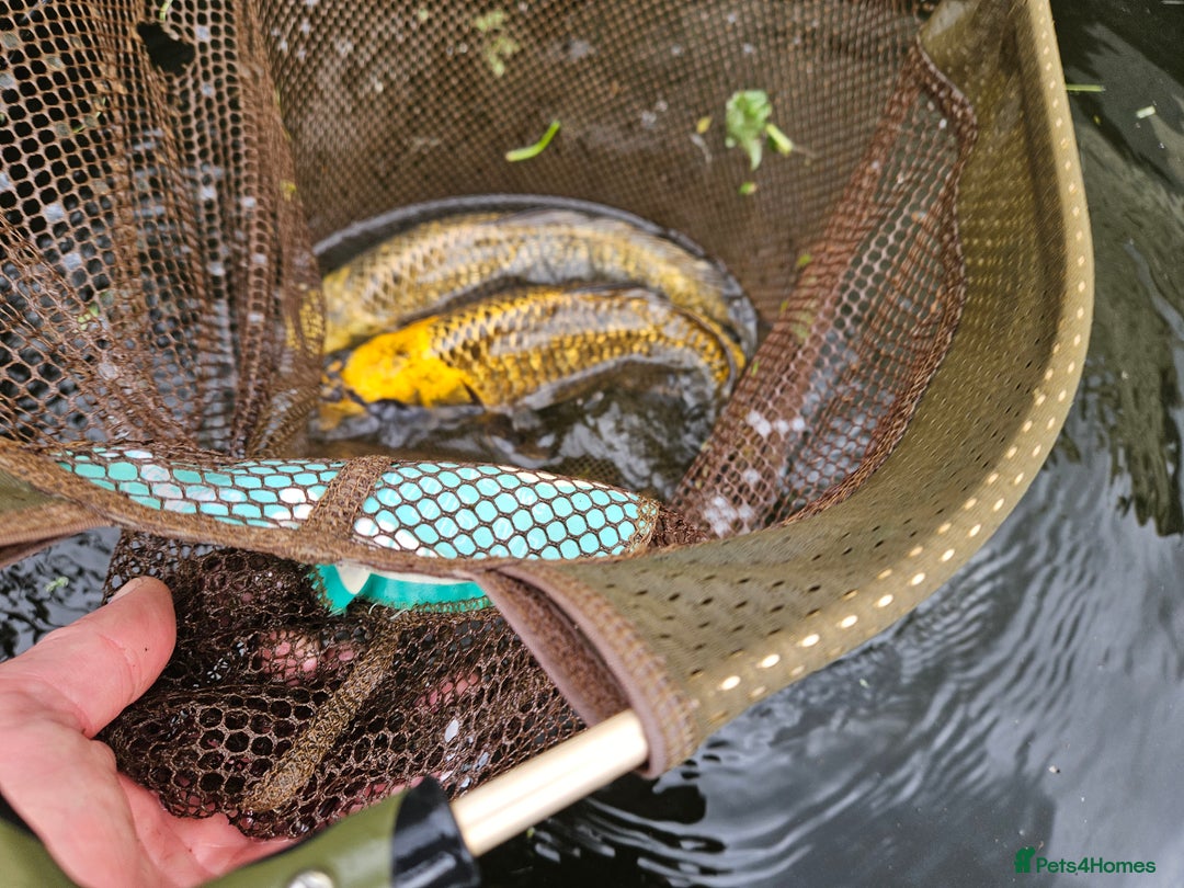 Koi Carp fish for sale: ×2 ghost koi carp  - Image 2
