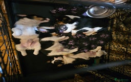 Mixed Breed dogs for sale: Corgi x Jack Russell terrier pups - Advert 5