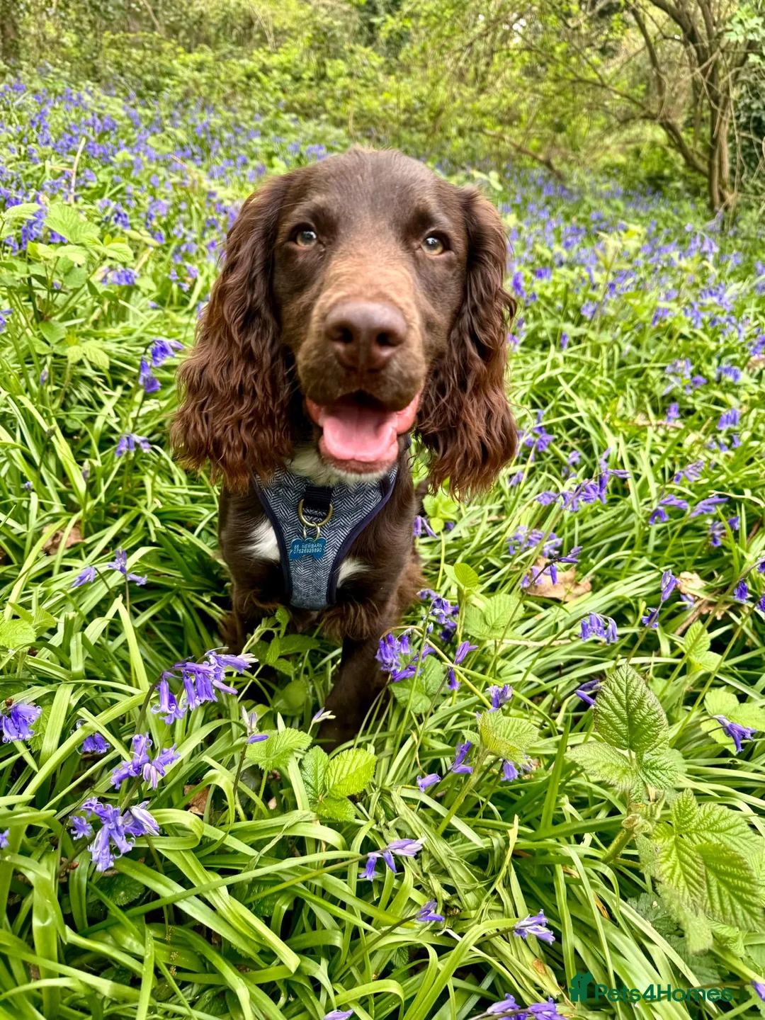 Sprocker dogs for stud: Stunning Cocker Spaniel X available for Stud  - Advert 32