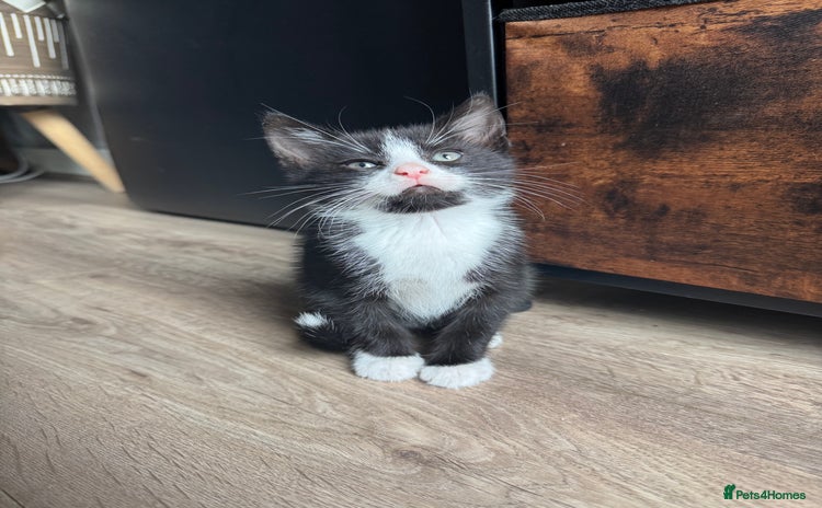 Domestic Shorthair cats - Advert 16