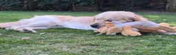 Golden Retriever dogs for sale: Golden Retriever puppies - Advert 10