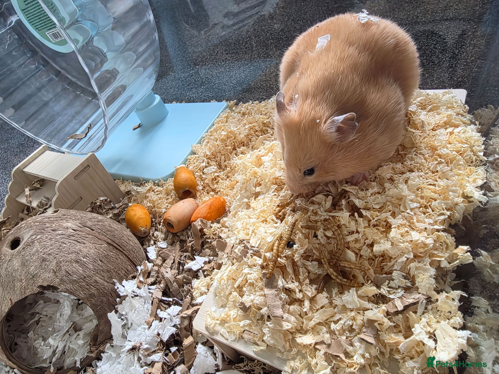 Hamster rodents Hampster for sale  - Advert 4