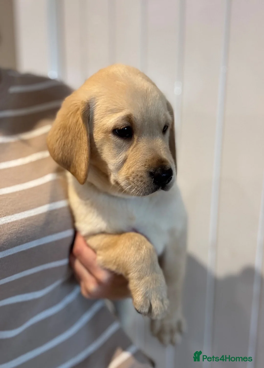 Labrador Retriever dogs for sale: UTTERLY GORGEOUS CHUNKY YELLOW KC REG LAB PUPPY - Advert 2