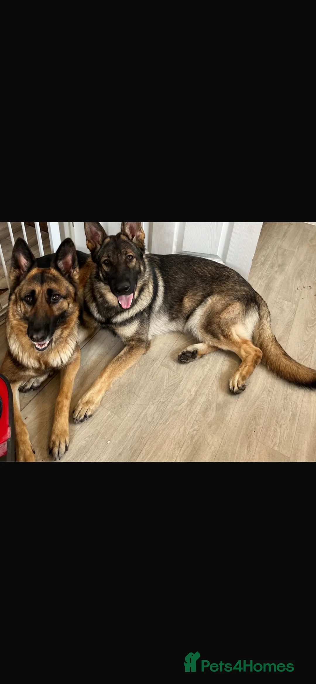 German Shepherd dogs for sale: German shepherd puppies  - Advert 6