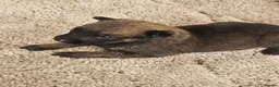Belgian Shepherd Dog dogs for sale: Outstanding Belgium malinois puppies  - Advert 14