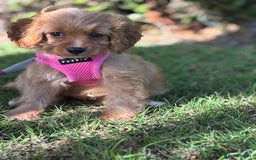 Cavapoo dogs for sale: Cavapoo pup  - Image 2