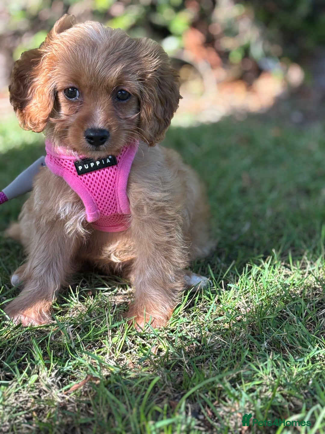 Cavapoo dogs for sale: Cavapoo pup  - Image 2