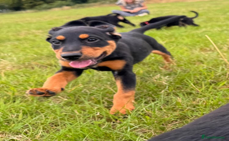 Mixed Breed dogs - Advert 1