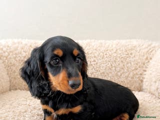 Dachshund dogs Miniature long haired Dachshund puppies - Advert 4