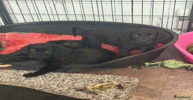 Mixed Breed dogs - Advert 12