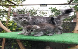 Maine Coon cats for sale: Maine coon kittens ready now - Image 5
