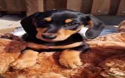 Miniature Dachshund dogs for sale: Mini dachshund  - Image 7