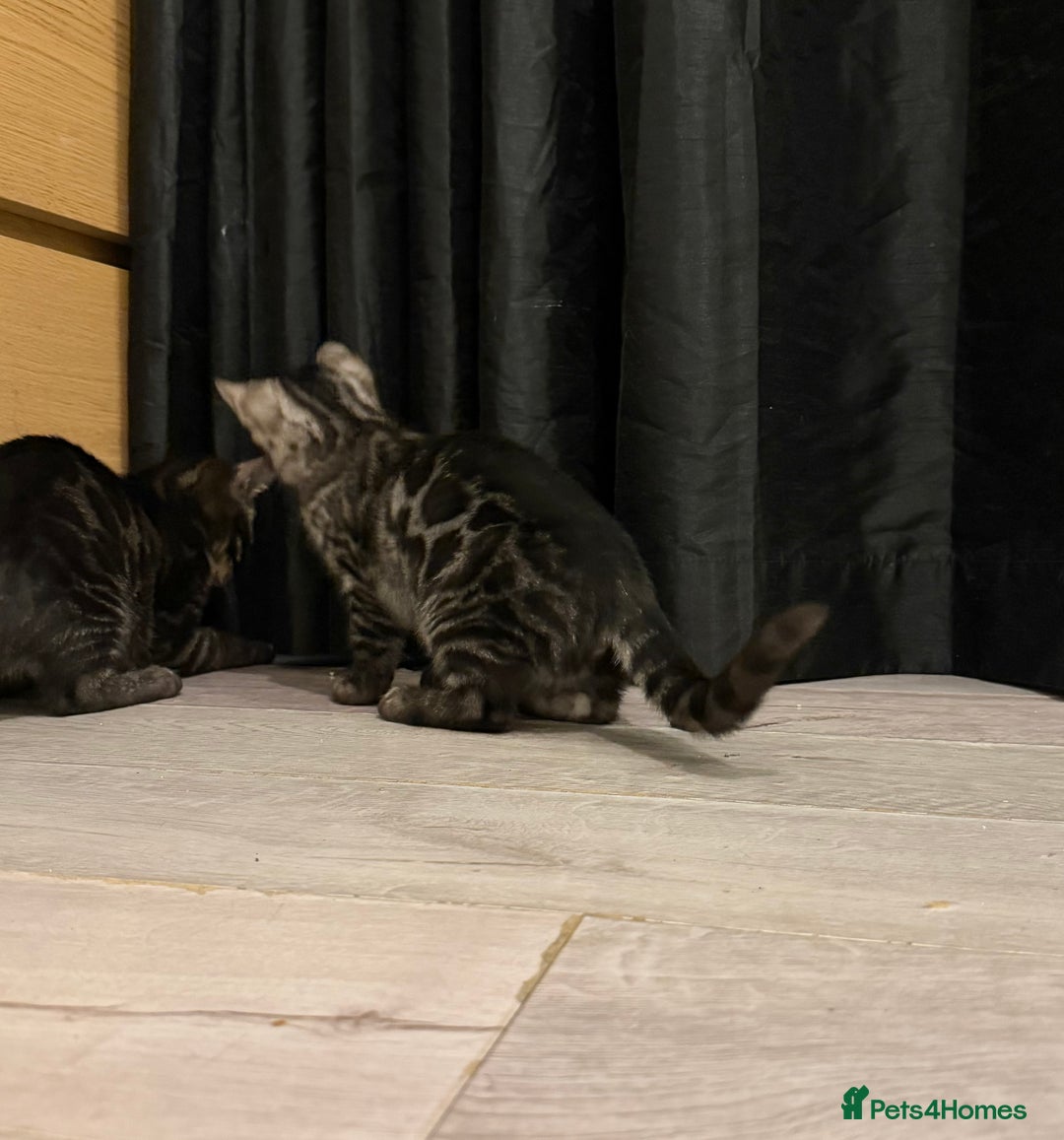 Bengal cats for sale: TICA registered pedigree Bengal Kittens - Advert 20