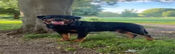 Rottweiler dogs for stud: Champion Bloodline Rottweiler Stud - Advert 12