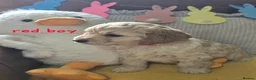 Cockapoo dogs for sale: READY NOW F1 Cockapoo boys  - Advert 23