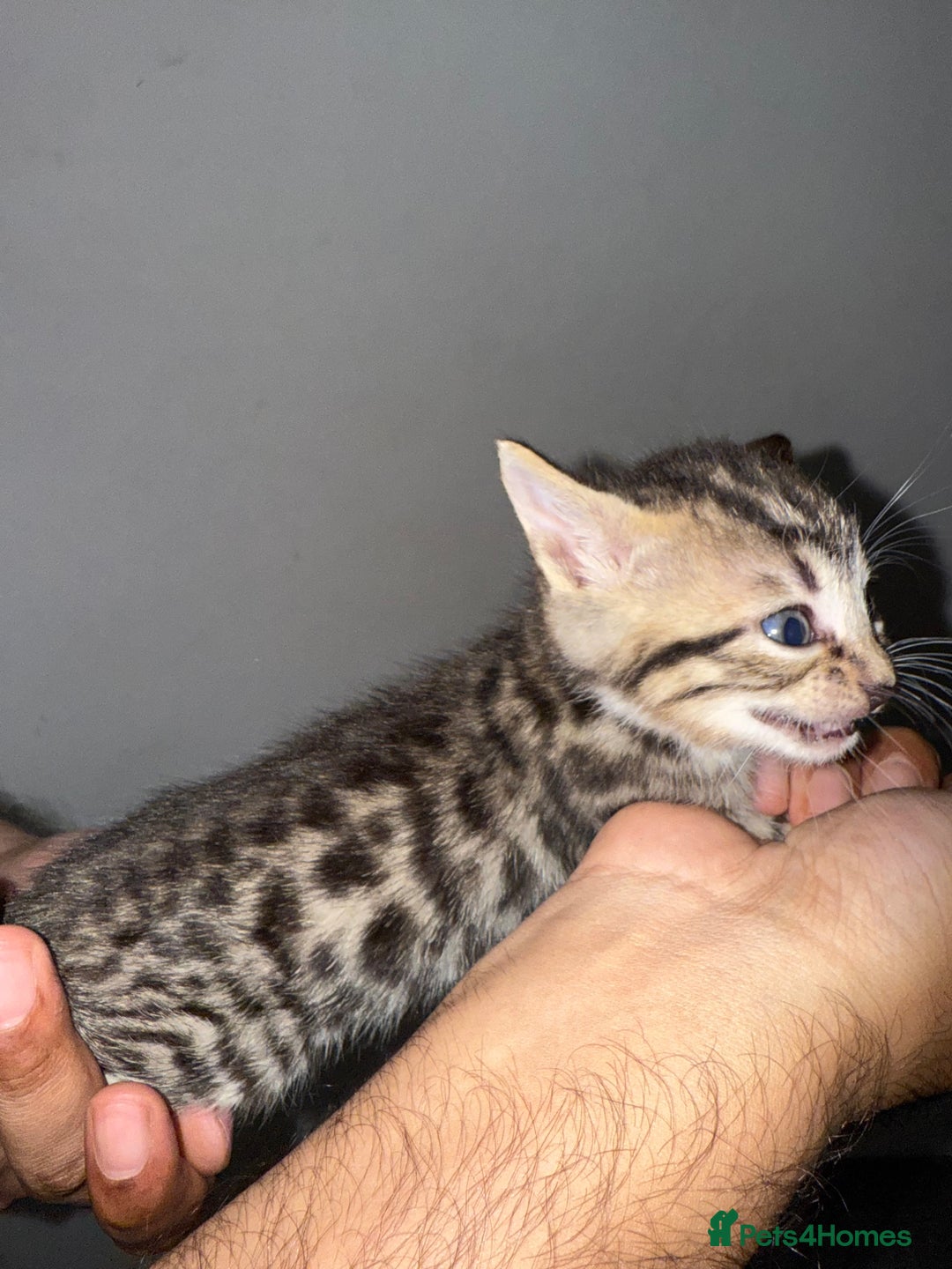 Bengal cats for sale: Bengal x Turkish Angora Kittens - Image 5
