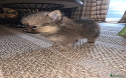 Pomeranian dogs for sale: Pomeranian miniature puppies  - Image 3