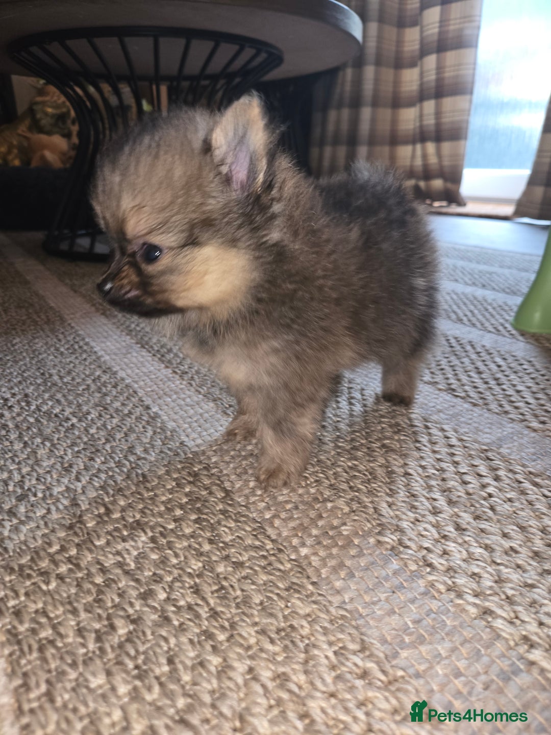 Pomeranian dogs for sale: Pomeranian miniature puppies  - Image 3