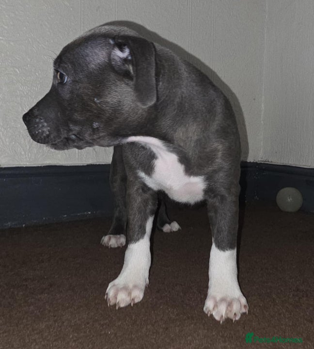 Staffordshire Bull Terrier dogs Last Kc Blue girl Staff pup. - Advert 21