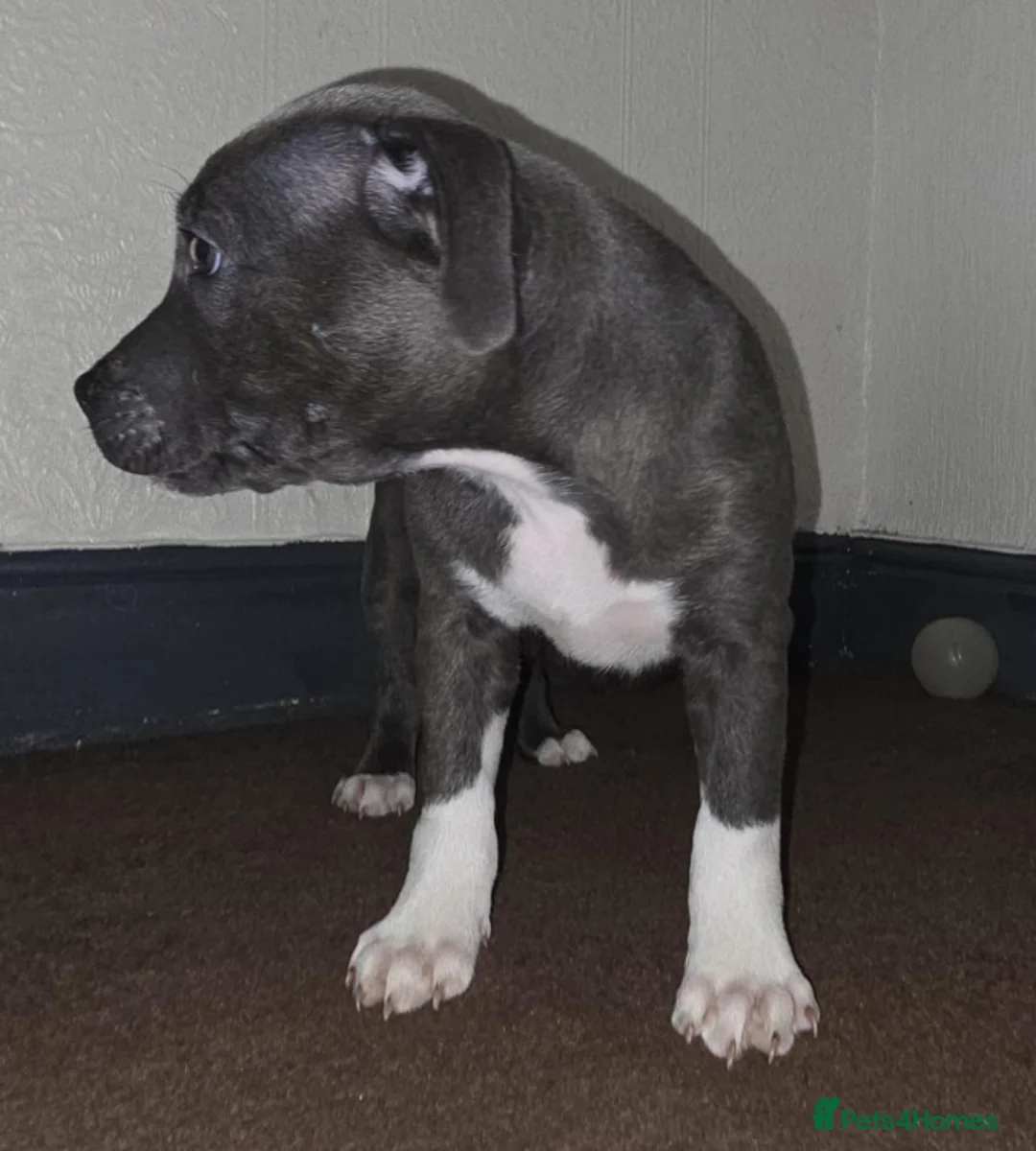 Staffordshire Bull Terrier dogs for sale: Last Kc Blue girl Staff pup. - Advert 1