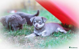 Chihuahua dogs for sale: Lilac chihuahua KC Registered Boys - Image 21