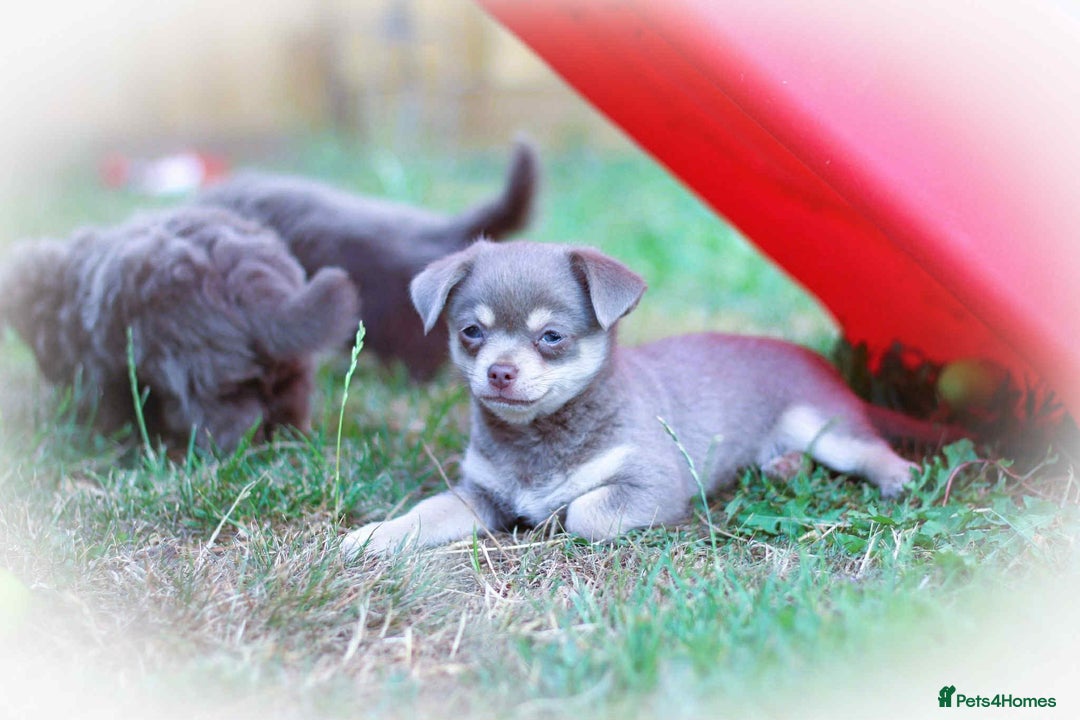Chihuahua dogs for sale: Lilac chihuahua KC Registered Boys - Image 21