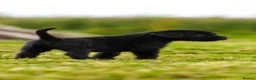 Giant Schnauzer dogs for sale: Working line Giant schnauzer puppies - Advert 25