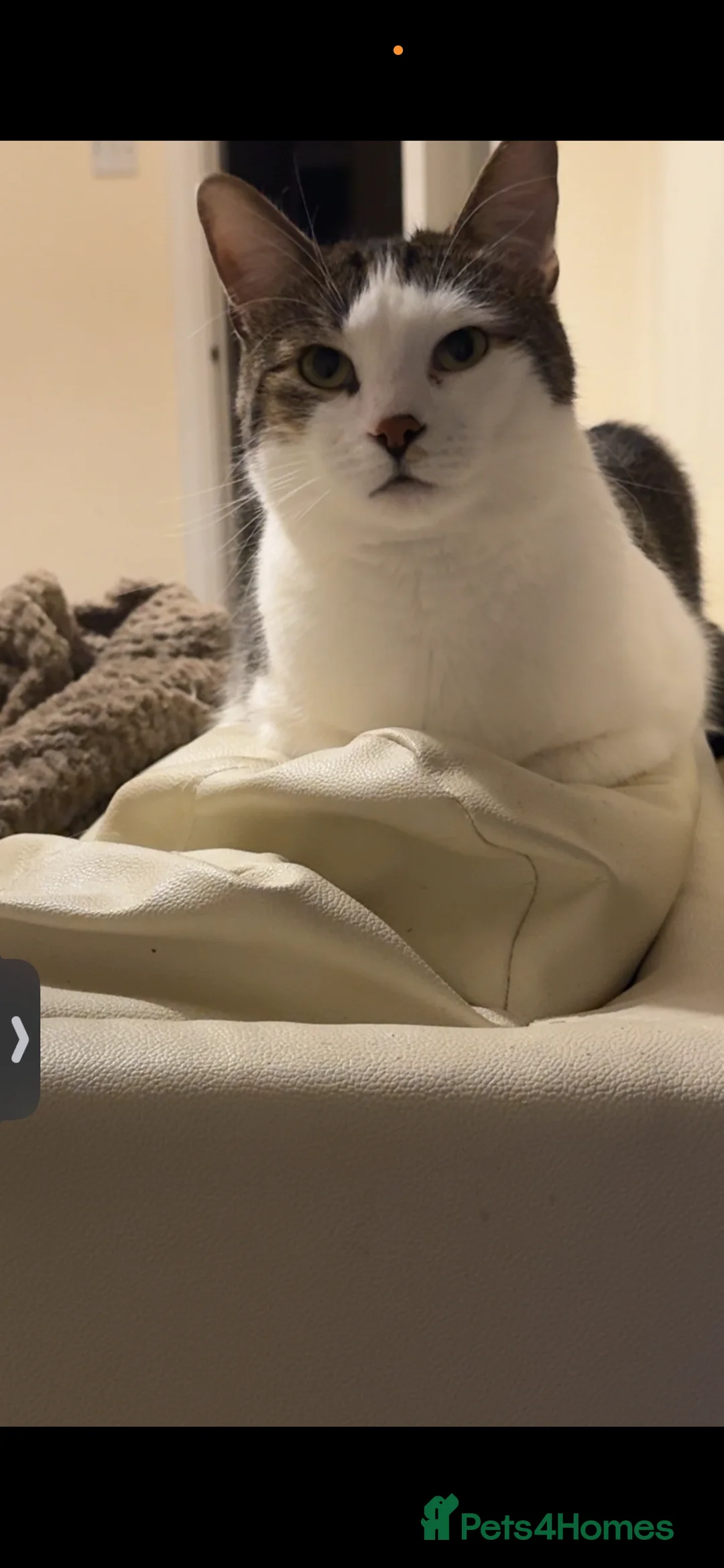 Mixed Breed cats for sale: Male cats vaccinated and up to date  in Manchester - Advert 4