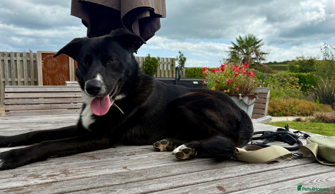 Mixed Breed dogs for sale: Home needed - 14 month old German Shepherd Collie  - Image 2