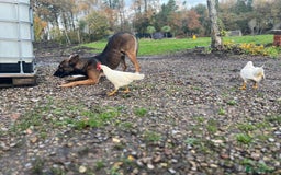 Mixed Breed dogs for sale: Belgian Malinois Puppies  - Image 22