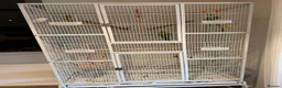 Ringnecks birds for sale: Indian Ringneck Pair + 2 Cages – £400 in Chigwell - Advert 7