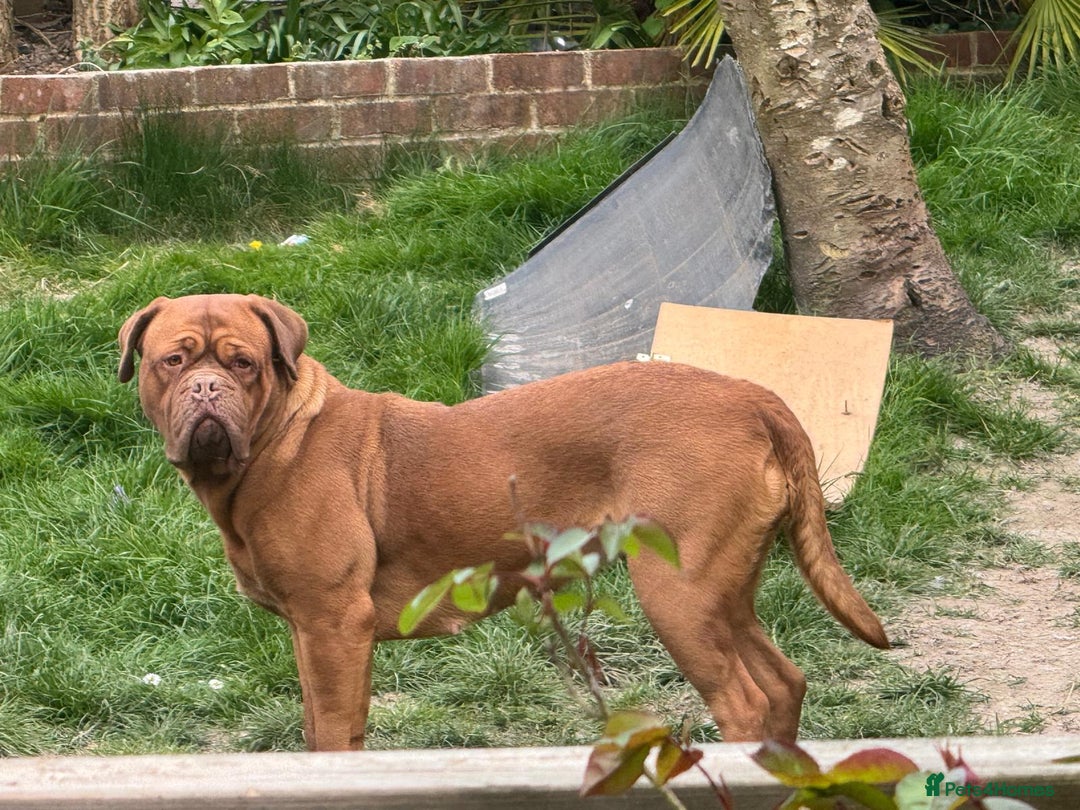 Dogue De Bordeaux dogs for sale: Dogue De Bordeaux Puppies - Image 14