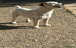 Jack Russell dogs for stud: Jack Russel stud - Image 1