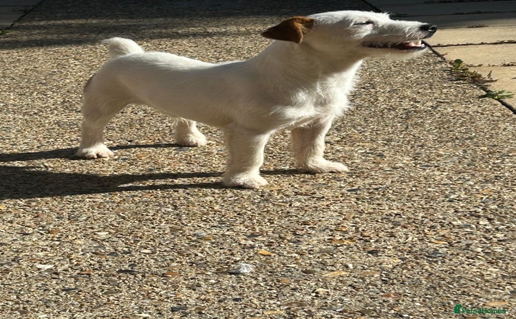 Jack Russell dogs - Advert 5