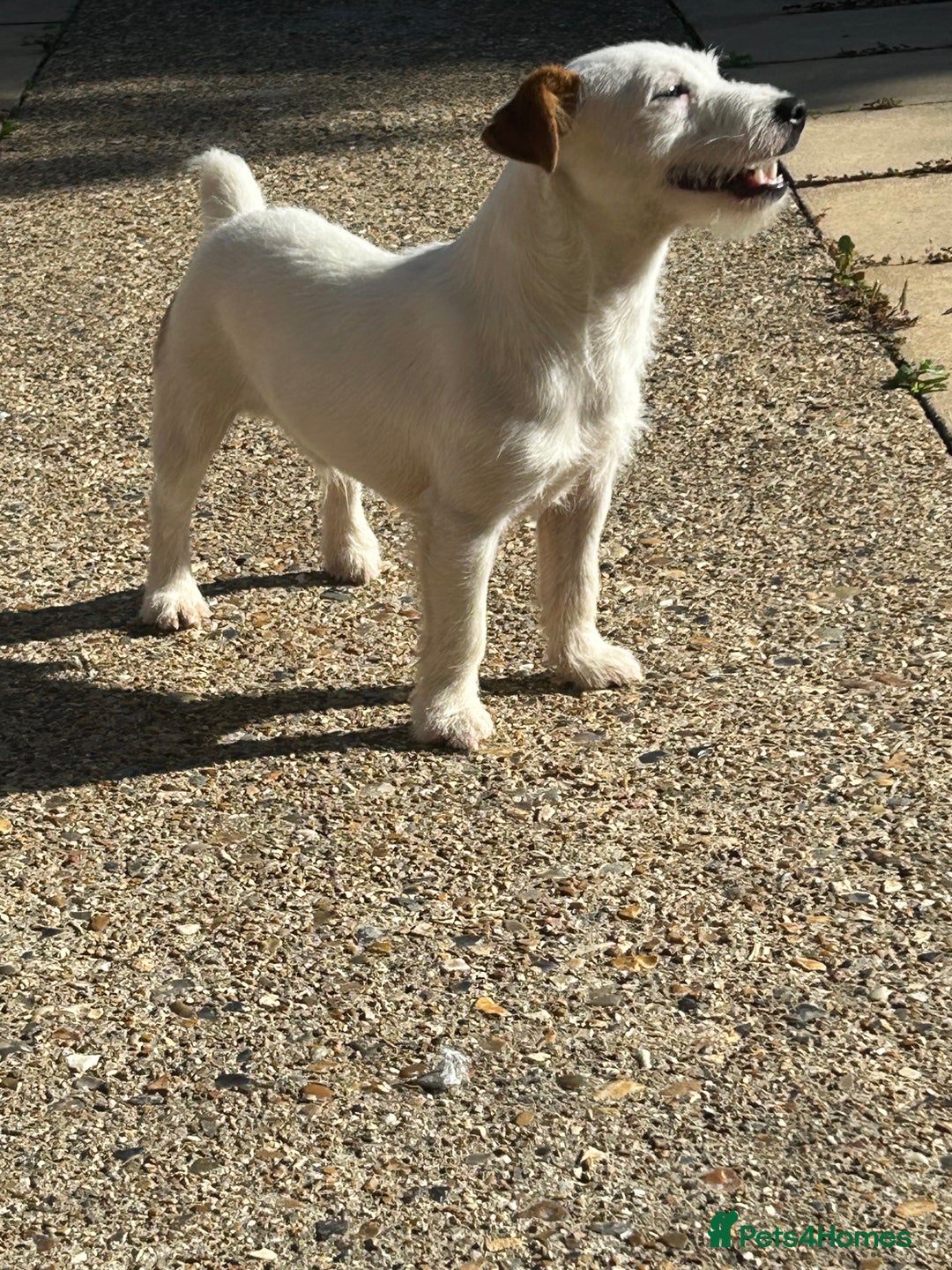 Jack Russell dogs for stud: Jack Russel stud - Image 1