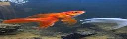 Fancy Goldfish fish for sale: Goldfish for good Home in Hemel Hempstead - Advert 2