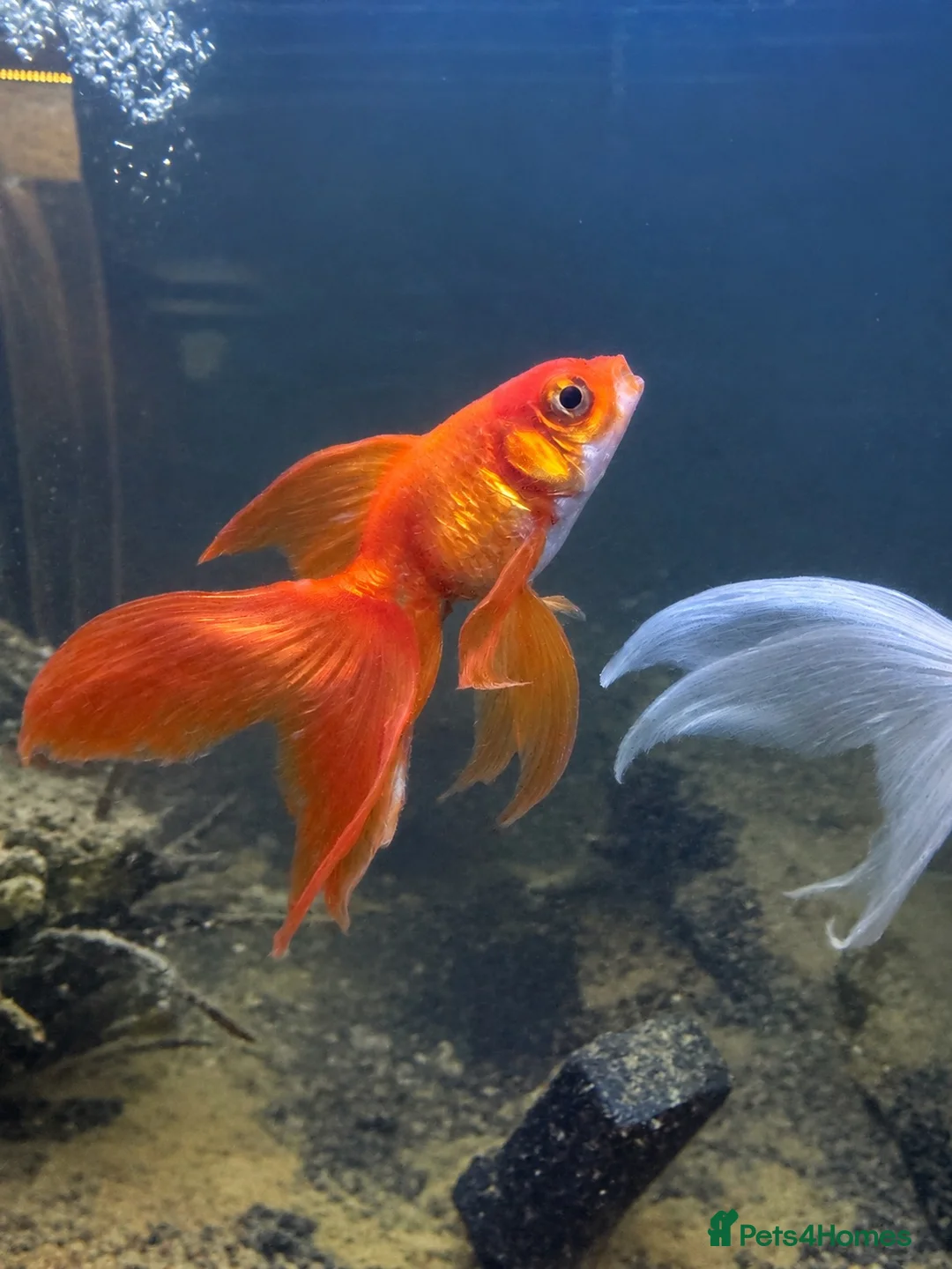 Fancy Goldfish fish for sale: Goldfish for good Home in Hemel Hempstead - Advert 2