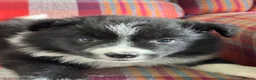 Border Collie dogs for sale: Show Quality KC Reg Border Collie Puppies  - Advert 8