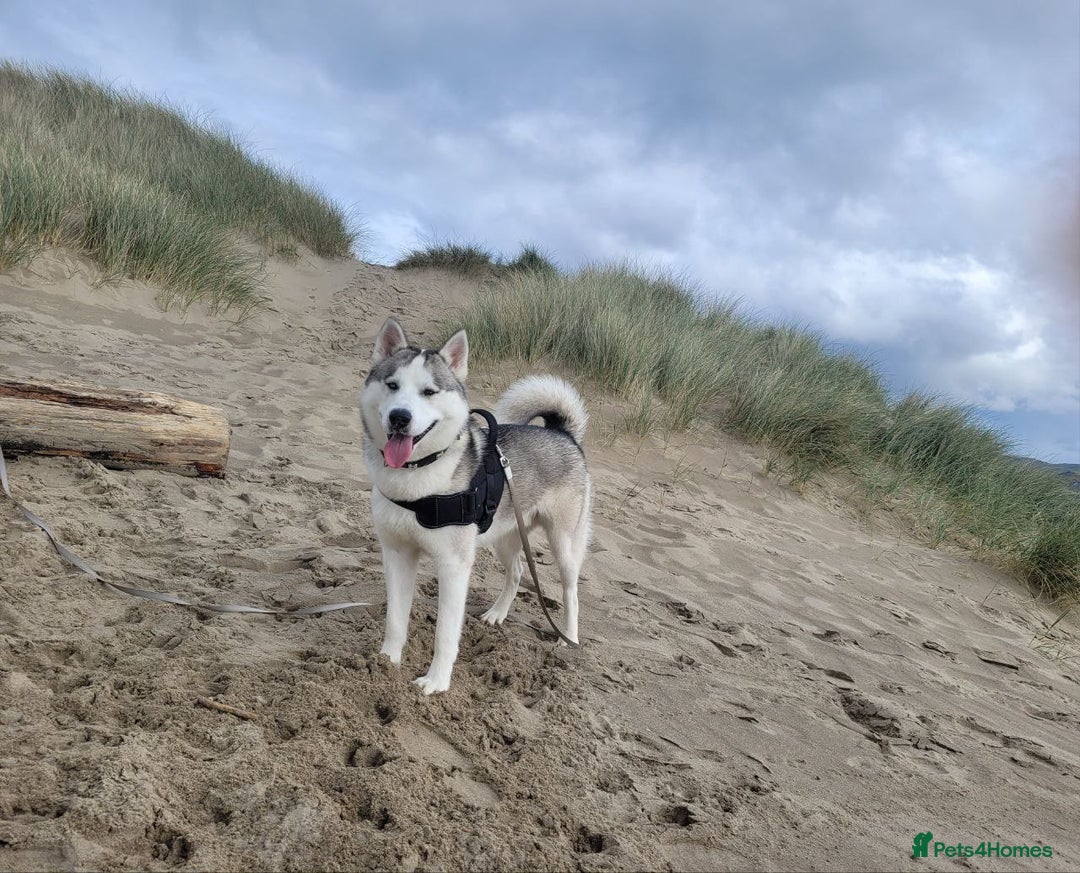 Siberian Husky dogs for stud: Siberian Husky (Bim) for stud. - Image 10